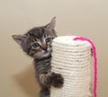 Small fluffy tabby kitten on column