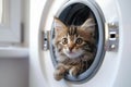 A small fluffy tabby kitten looks out of the washing machine in the bathroom. Cat in the laundry room Royalty Free Stock Photo