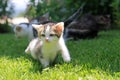 A small fluffy white baby cat runs through the grass Royalty Free Stock Photo