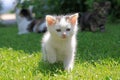 A small fluffy white baby cat runs through the grass Royalty Free Stock Photo