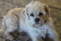 Dog lhasa apso terrier 3080 Royalty Free Stock Photo