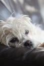 dog lhasa apso terrier 6234 Royalty Free Stock Photo