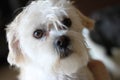 Dog lhasa apso terrier mix 9911 Royalty Free Stock Photo