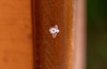 A small, fluffy woolly beech aphid fly resting on a wooden doorpost