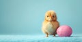 Small fluffy yellow cute baby chick standing by a pink easter egg on blue background Royalty Free Stock Photo