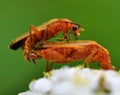 Small flybug. Rhagonycha mate in pollen