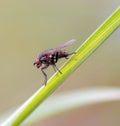 Small fly