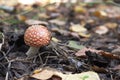 Small fly agaric with curved white stem and red domed cap with f