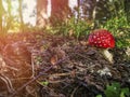Small fly agaric in the forest in hot summer Royalty Free Stock Photo