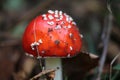 Small fly agaric growing in the forest