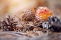 Small fly agaric and pine cones. Royalty Free Stock Photo