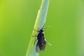 Small fly bug on green reed, macro photography Royalty Free Stock Photo