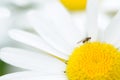 Small fly on a daisy blossom Royalty Free Stock Photo