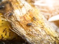 Small fly on mango seed Royalty Free Stock Photo