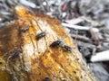 Small fly on mango seed Royalty Free Stock Photo