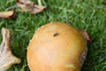 Small fly on a rotten windfall apple