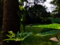 A small fly set on a green leaf macro shot in the morning Royalty Free Stock Photo