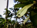 A small fly sit on a guava leaf in the daytime close-up shot Royalty Free Stock Photo