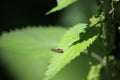 Small fly sitting on a stinging nettle leaf. Royalty Free Stock Photo
