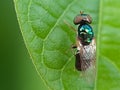 A small fly (Microchrysa polita) perches on green leaf. Royalty Free Stock Photo