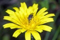 Small fly on yellow flower Royalty Free Stock Photo