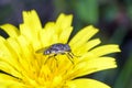 Small fly on yellow flower Royalty Free Stock Photo