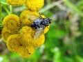 Small fly on yellow flower , Lithuania Royalty Free Stock Photo