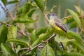Small flycatcher hidden between the leaves of a tree