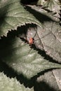 A small flying brown beetle on a green leaf Royalty Free Stock Photo