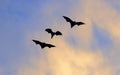 The small flying fox, island flying fox or variable flying fox Pteropus hypomelanus, fruit bat . Fox bat flying in the sunset