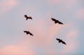 The small flying fox, island flying fox or variable flying fox Pteropus hypomelanus, fruit bat . Fox bat flying in the sunset