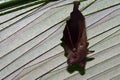 Small flying foxes, Penang, Malaysia