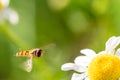 Small flying wasp is going to land on small flower Royalty Free Stock Photo