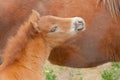 Small foal near the mother horse asking to eat. Reservation Askania Nova, Ukraine