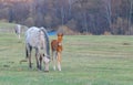 Small foal, a pony stands next to its mother, a mare, a horse Royalty Free Stock Photo