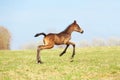 A small foal runs across the field