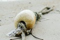 Soft wave hiting sandy beach at Nipah Bay Pangkor Island, Malaysia