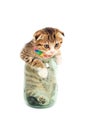 Small fold kitten inside a glass jar