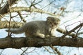 Small fold scottish kitten climbed a tree branch in autumn, close up