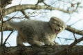 Small fold scottish kitten climbed a tree branch in autumn, close up