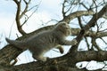 Small fold scottish kitten climbed a tree branch in autumn, close up