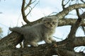Small fold scottish kitten climbed a tree branch in autumn, close up