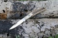 Small folding knife on fallen tree