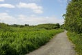 Small foot path in a country side for walking and cycling by a field and forest, Warm sunny day. Pastoral country area Royalty Free Stock Photo