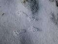 Small footprints of four paws of Eurasian Red Squirrel (Sciurus vulgaris) on ground covered with snow