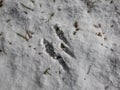 Footprints of paws of Eurasian Red Squirrel (Sciurus vulgaris) on the ground covered with soft, white snow in winter