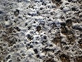 Small footprints on the melting snow Royalty Free Stock Photo