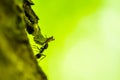 Small forest ant is carrying a leaf. Macro shot Royalty Free Stock Photo