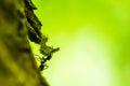Small forest ant is carrying a leaf. Macro shot Royalty Free Stock Photo