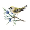 Small forest bird on juniper branch. Watercolor illustration. Hand drawn realistic small kinglet songbird. Regulus